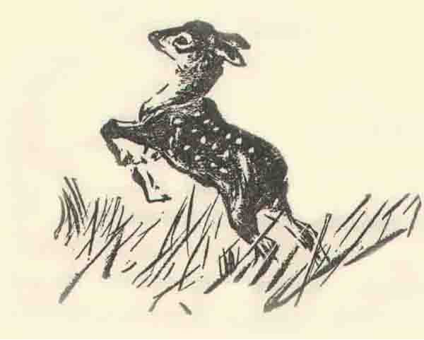 Bambi leaping