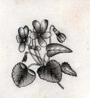 Illustration of forget-me-nots from a German-American autograph book