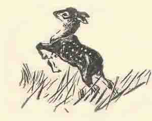Bambi