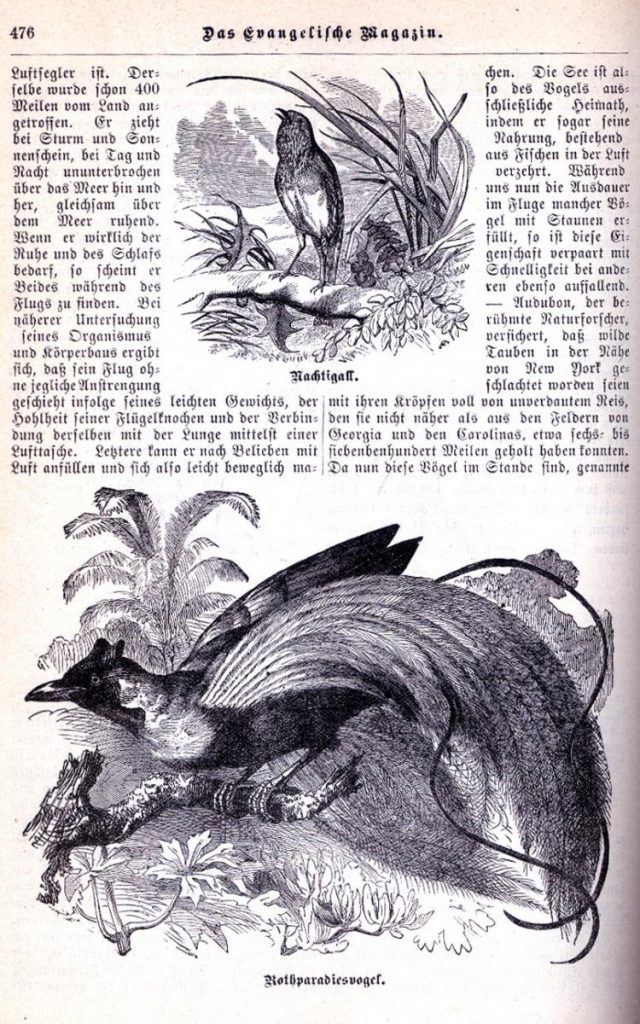 A page from "Wunder der Vogelwelt," 1890