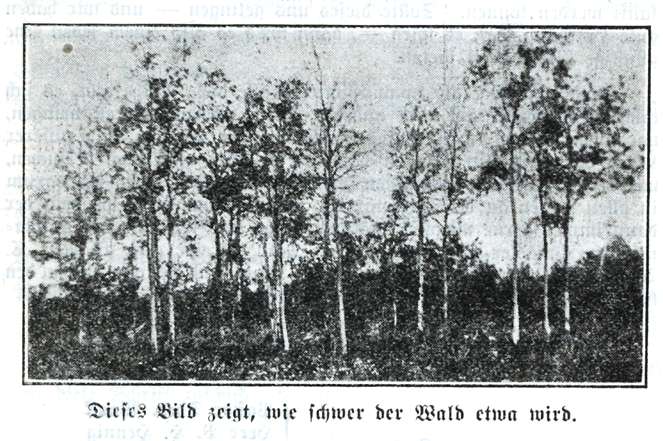 Schwerwald
