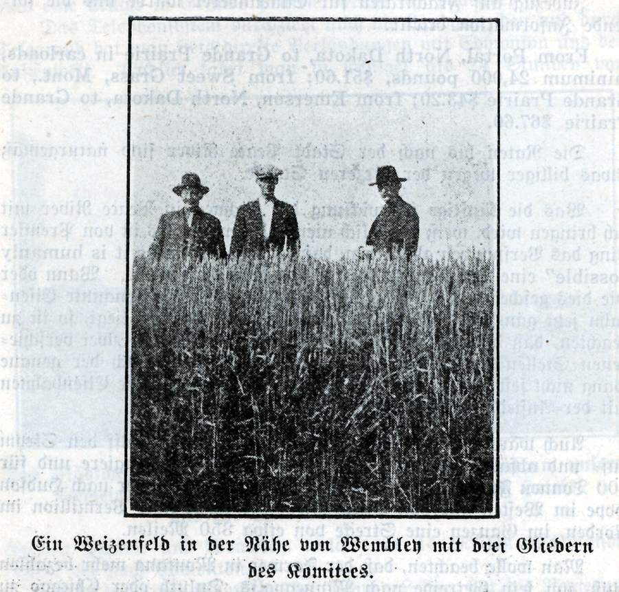 Three farmers in a wheat field