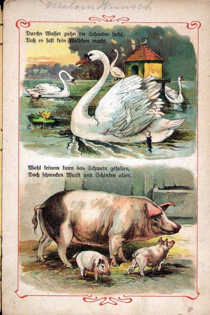 Illustrations of swans and pigs.