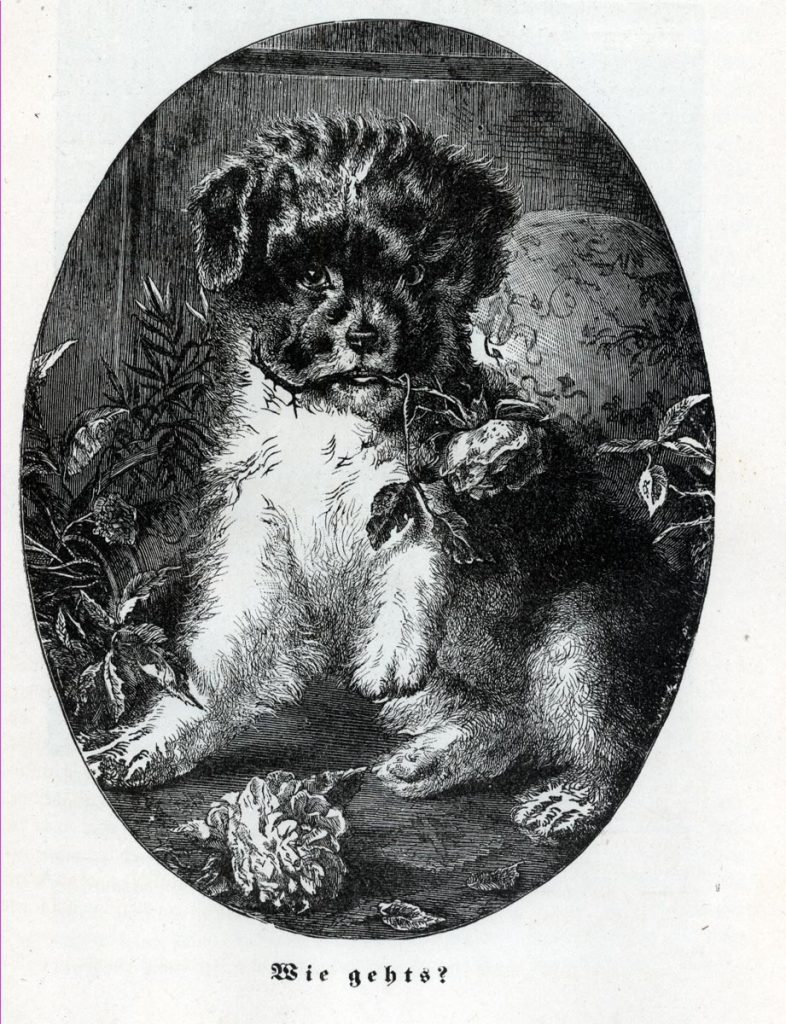 Thier-Garten_dog
