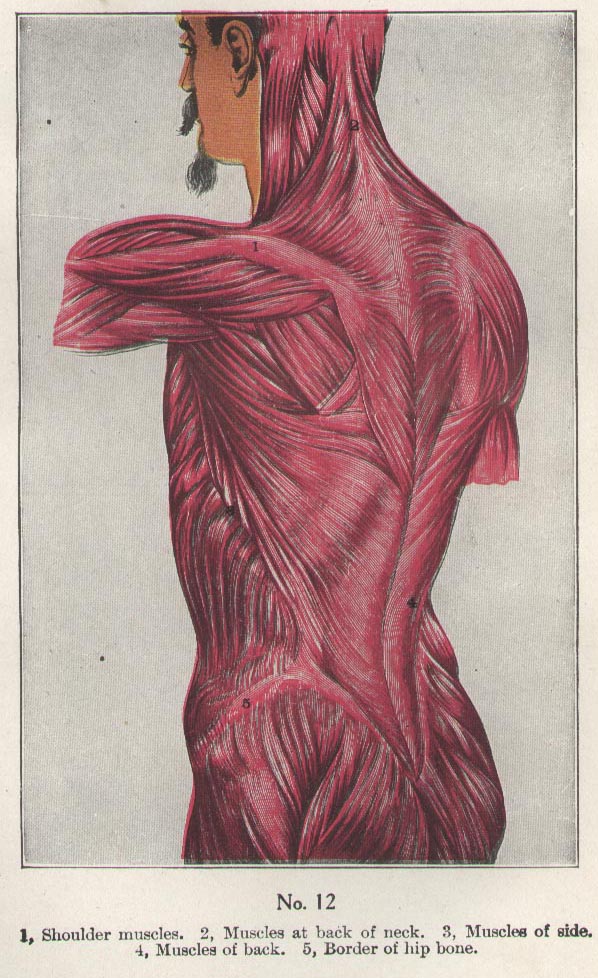 the muscular system